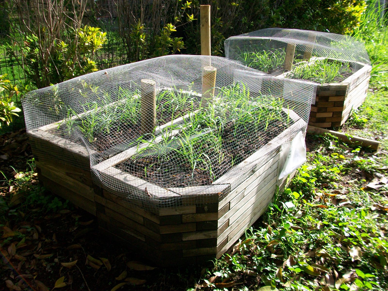 potager de différents légumes cultiver avec la FIOS greenbox